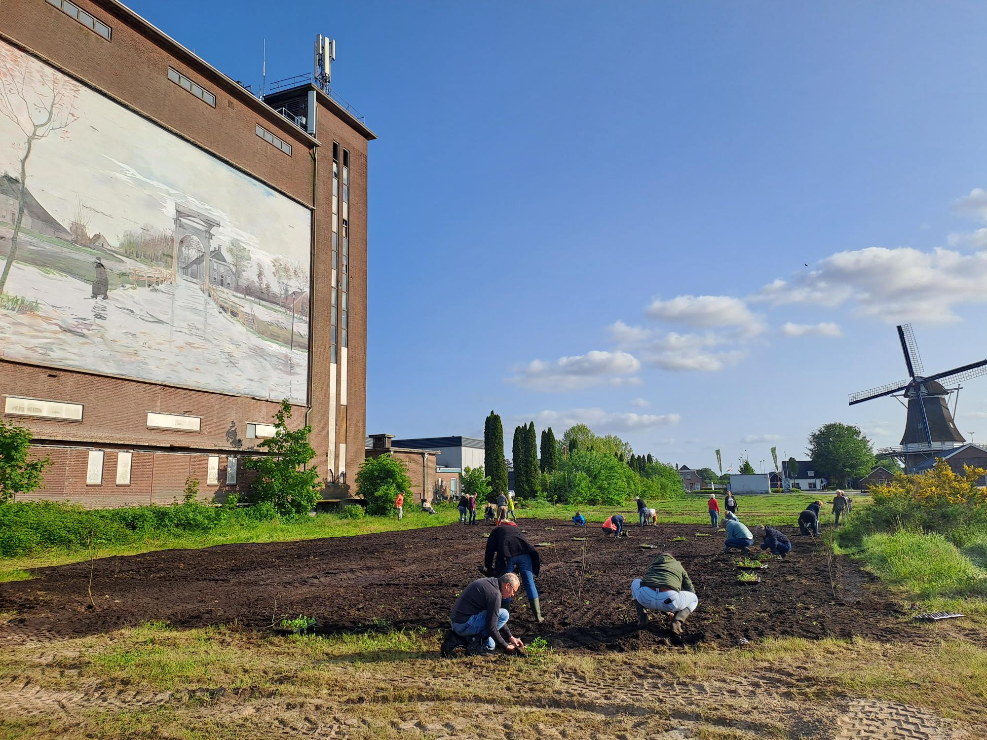 Zonnenbloemen planten in Nieuw-Amsterdam